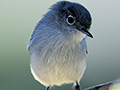 Gnatcatcher