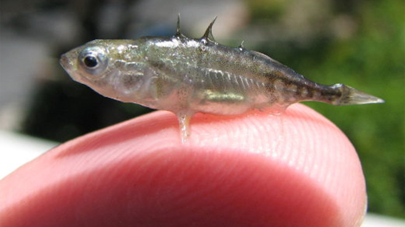 Catching the RARE Three-Spined Stickleback in Real VR Fishing