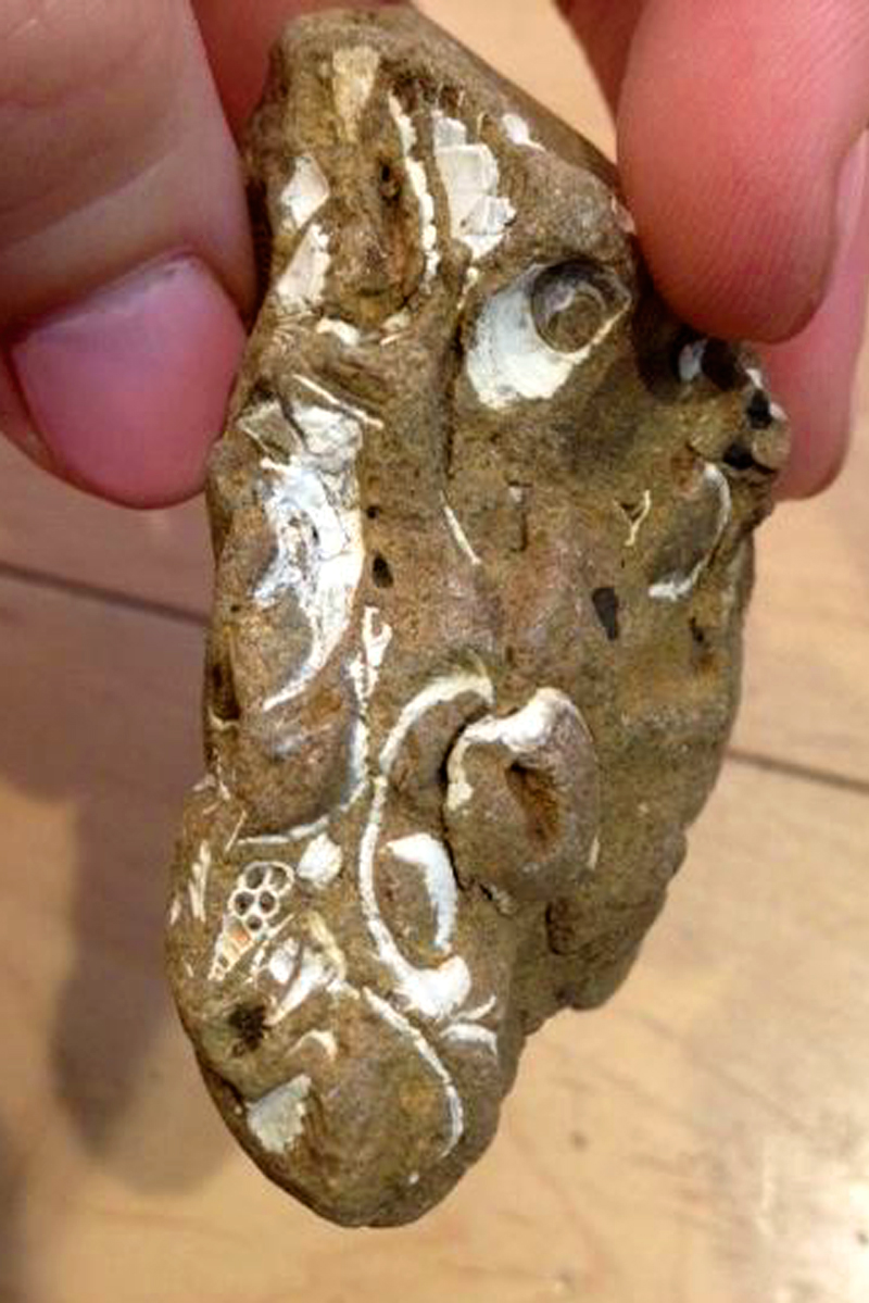 Fossil hash: Deposit of broken or worn shells; includes Turritella cooperi (turret shell) and pectinid, possibly Argopecten invalidis (scallop).