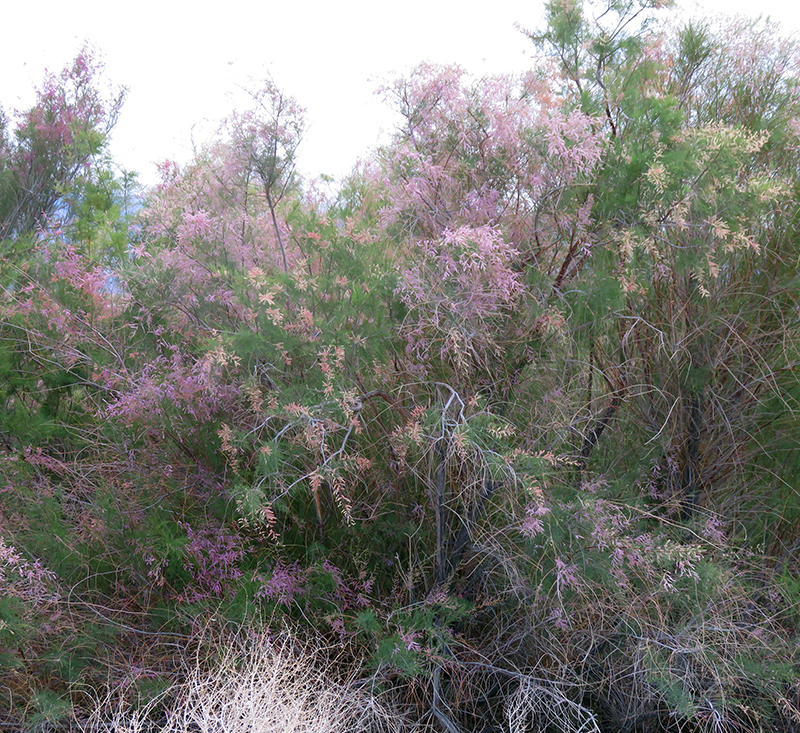 Vegetation in Owens Lake near Keeler.