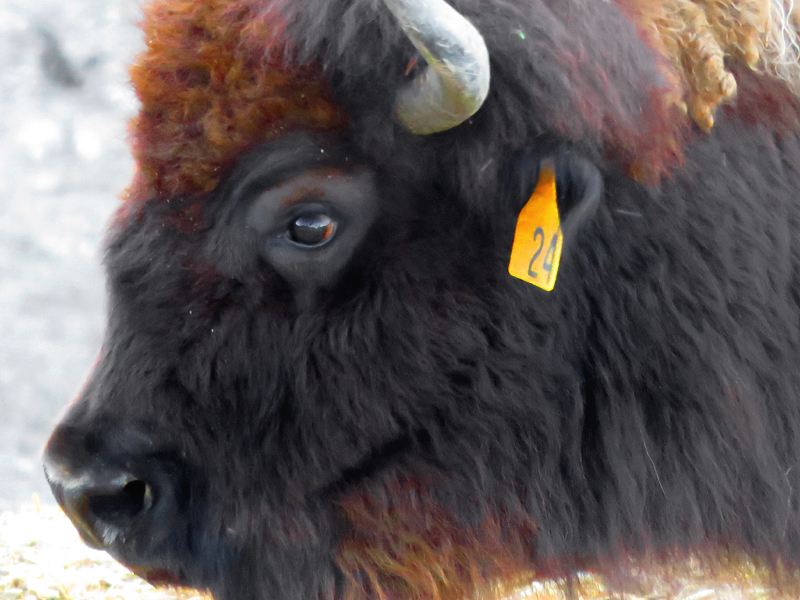 Bison