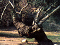 Golden dream oak